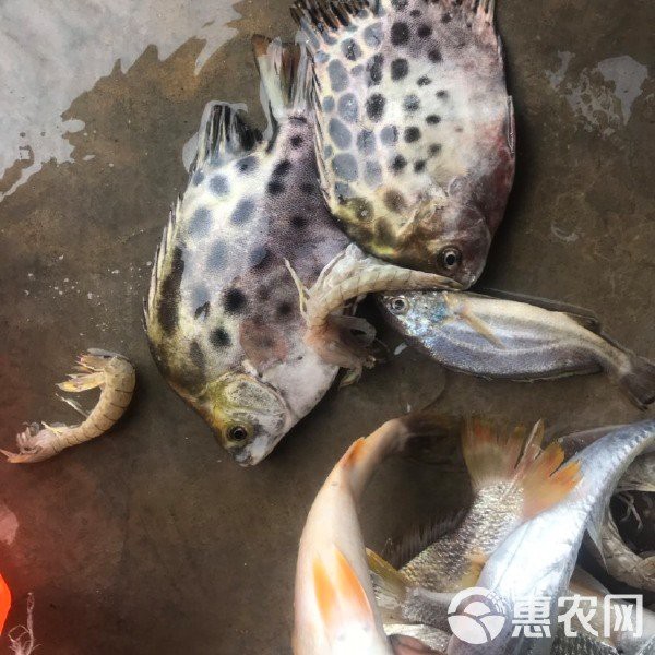 非洲金鼓魚價格多少一斤