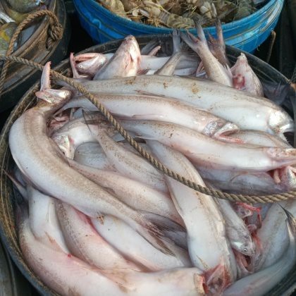 龍頭魚的價格是多少？ 龍頭魚的價格是多少？ 龍魚論壇 第1張