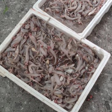 龍頭魚的價格是多少？ 龍頭魚的價格是多少？ 龍魚論壇 第5張
