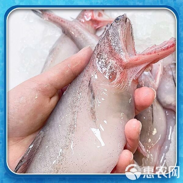 龍頭魚的價格是多少？ 龍頭魚的價格是多少？ 龍魚論壇 第4張