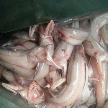 龍頭魚的價格是多少？ 龍頭魚的價格是多少？ 龍魚論壇 第10張