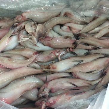 龍頭魚的價格是多少？ 龍頭魚的價格是多少？ 龍魚論壇 第17張