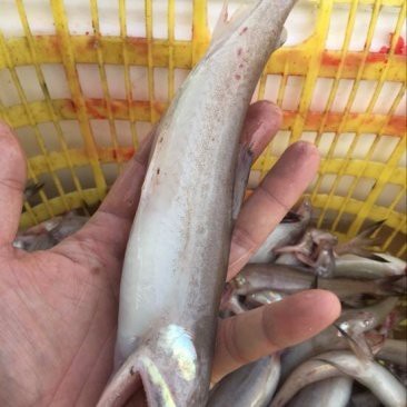 龍頭魚的價格是多少？ 龍頭魚的價格是多少？ 龍魚論壇 第11張