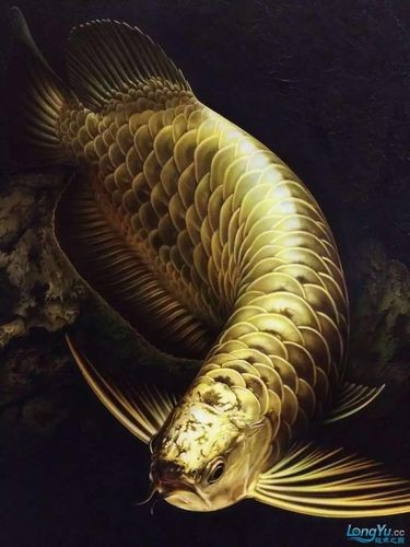 有沒有更多超美龍魚壁紙推薦？