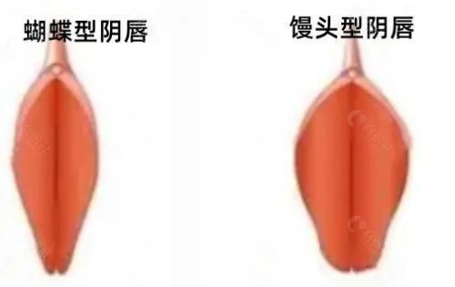 蝴蝶和饅頭哪個好玩