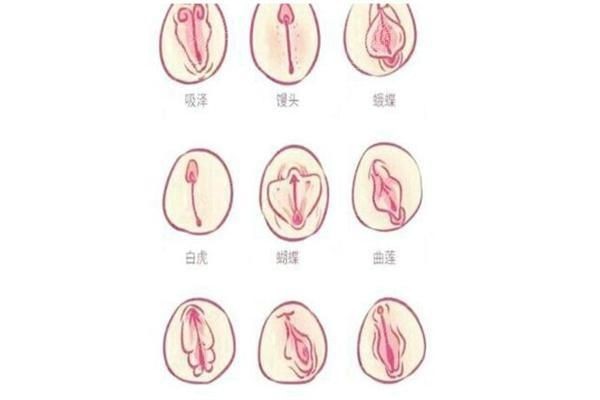 蝴蝶和饅頭哪個好玩