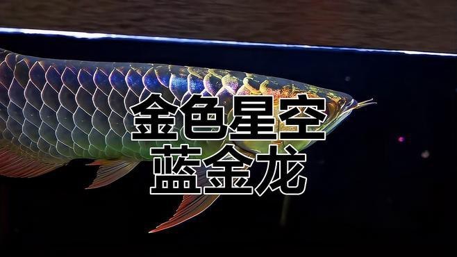 如何挑選高質量的24k金頭過背金龍魚？
