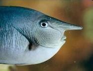 短吻鼻魚的圖片 短吻鼻魚的圖片 龍魚論壇 第5張