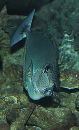 短吻鼻魚的圖片 短吻鼻魚的圖片 龍魚論壇 第4張