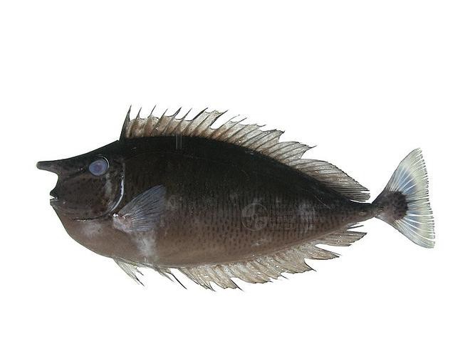短吻鼻魚的圖片 短吻鼻魚的圖片 龍魚論壇 第3張