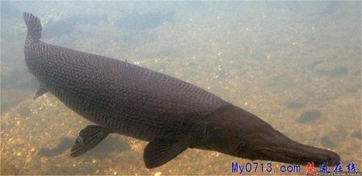 短吻鼻魚的圖片 短吻鼻魚的圖片 龍魚論壇 第9張
