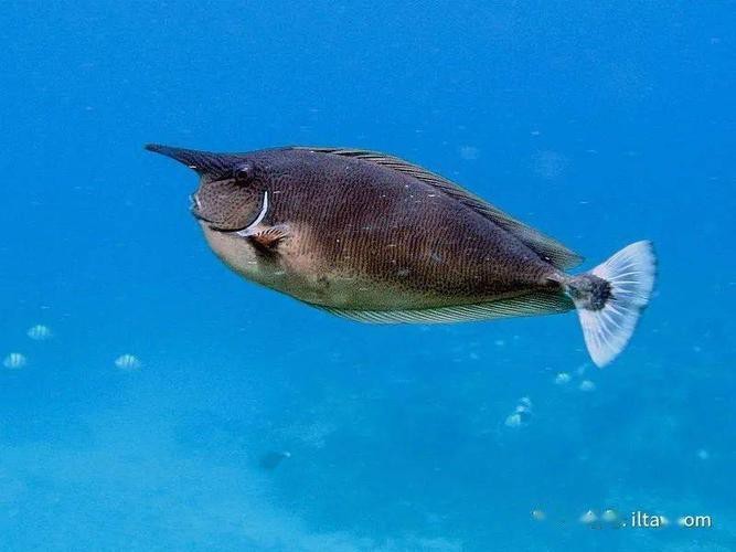 短吻鼻魚的圖片 短吻鼻魚的圖片 龍魚論壇 第8張