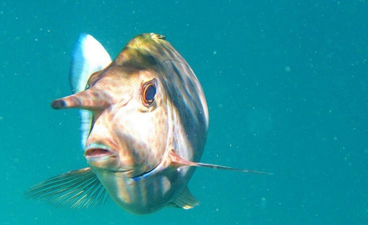 短吻鼻魚的圖片 短吻鼻魚的圖片 龍魚論壇 第6張