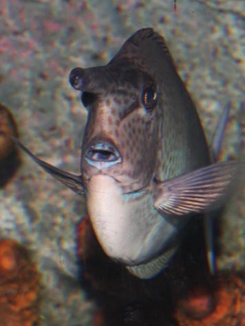 短吻鼻魚的圖片 短吻鼻魚的圖片 龍魚論壇 第7張