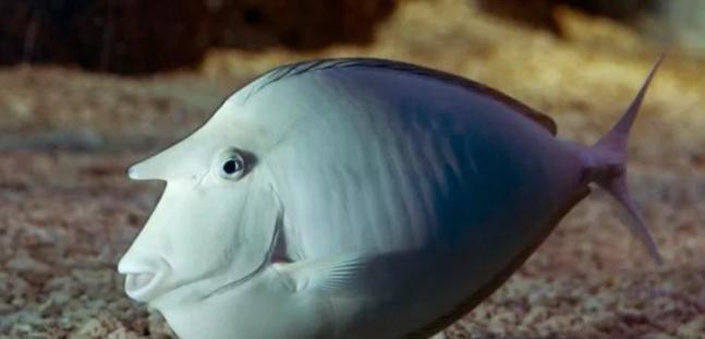 短吻鼻魚的圖片 短吻鼻魚的圖片 龍魚論壇 第10張