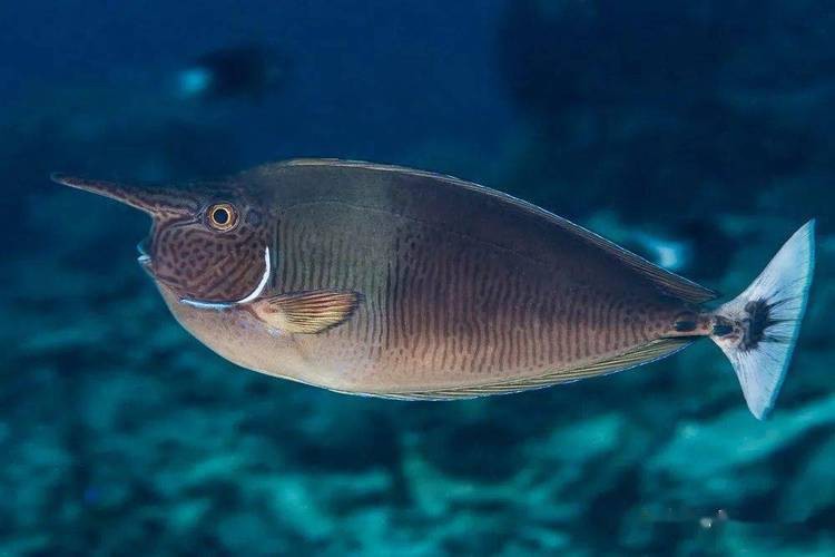 短吻鼻魚的圖片 短吻鼻魚的圖片 龍魚論壇 第15張