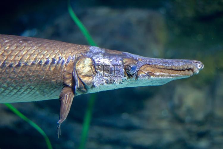 短吻鼻魚的圖片 短吻鼻魚的圖片 龍魚論壇 第12張