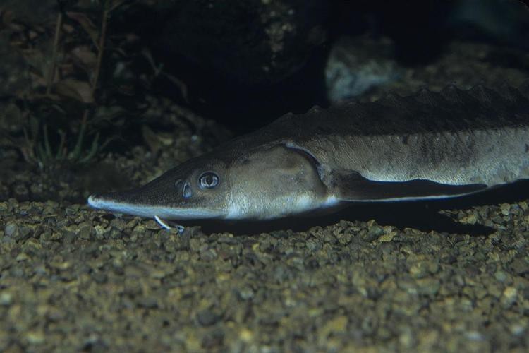 短吻鼻魚的圖片 短吻鼻魚的圖片 龍魚論壇 第13張