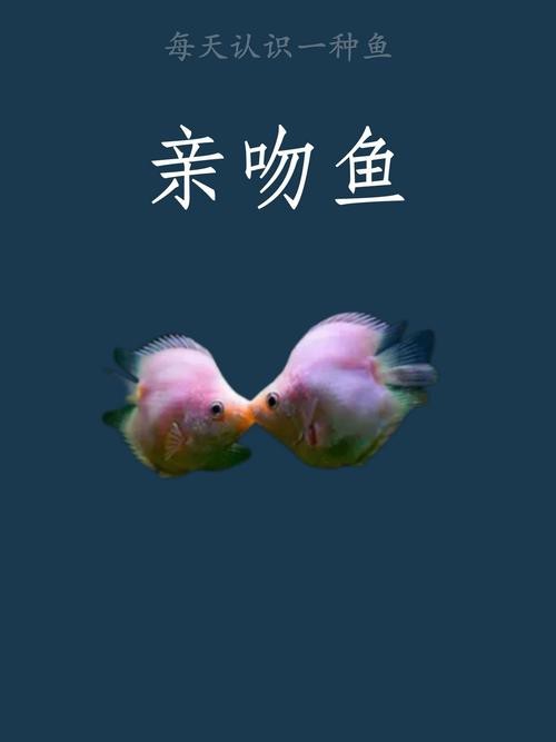 短吻鼻魚的圖片 短吻鼻魚的圖片 龍魚論壇 第17張