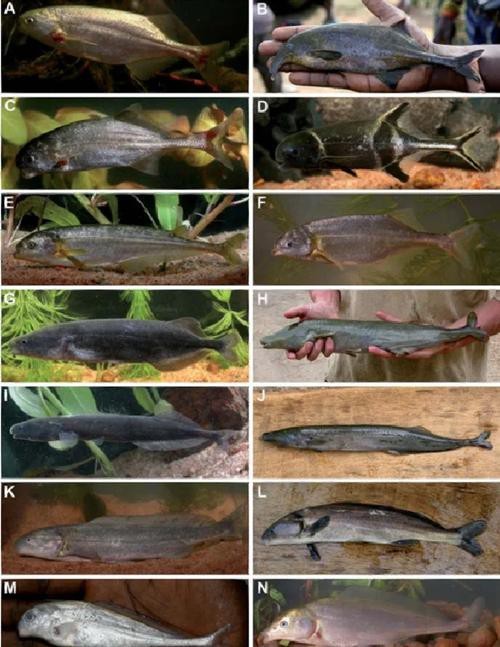 短吻鼻魚的圖片 短吻鼻魚的圖片 龍魚論壇 第18張
