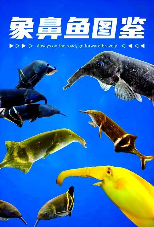 短吻鼻魚的圖片 短吻鼻魚的圖片 龍魚論壇 第16張