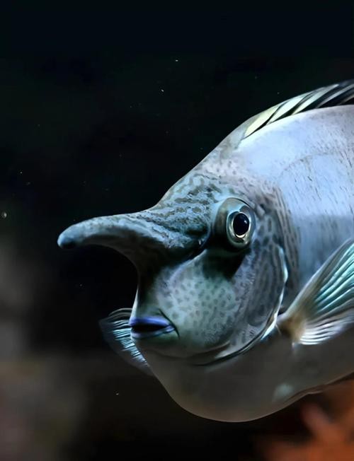 短吻鼻魚的圖片 短吻鼻魚的圖片 龍魚論壇 第11張