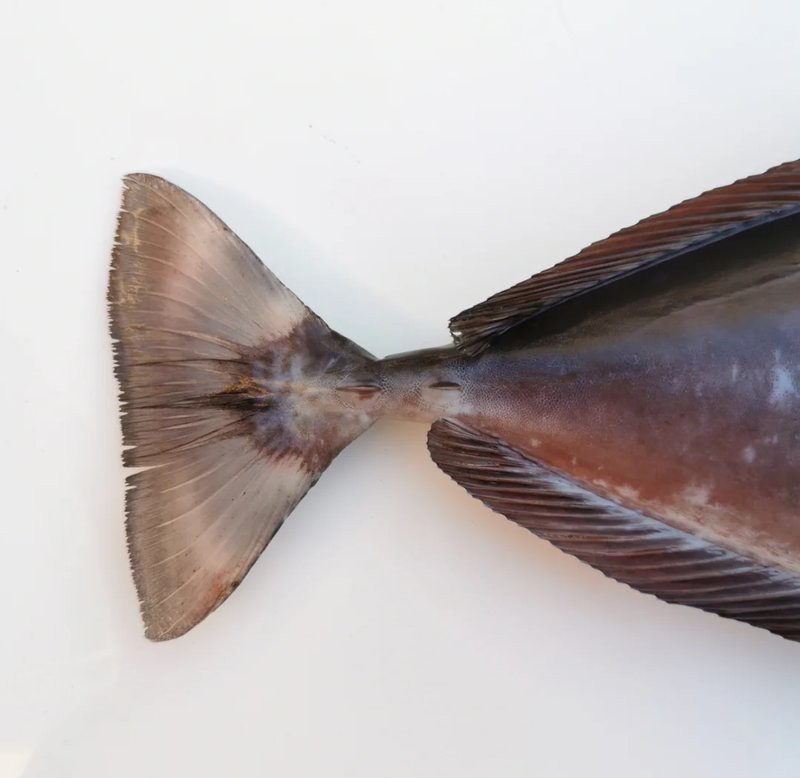 短吻鼻魚的圖片 短吻鼻魚的圖片 龍魚論壇 第25張