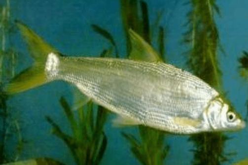 短吻鼻魚的圖片 短吻鼻魚的圖片 龍魚論壇 第19張