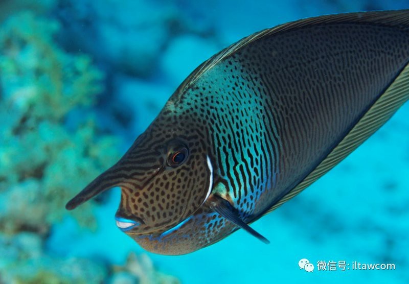 短吻鼻魚的圖片 短吻鼻魚的圖片 龍魚論壇 第22張