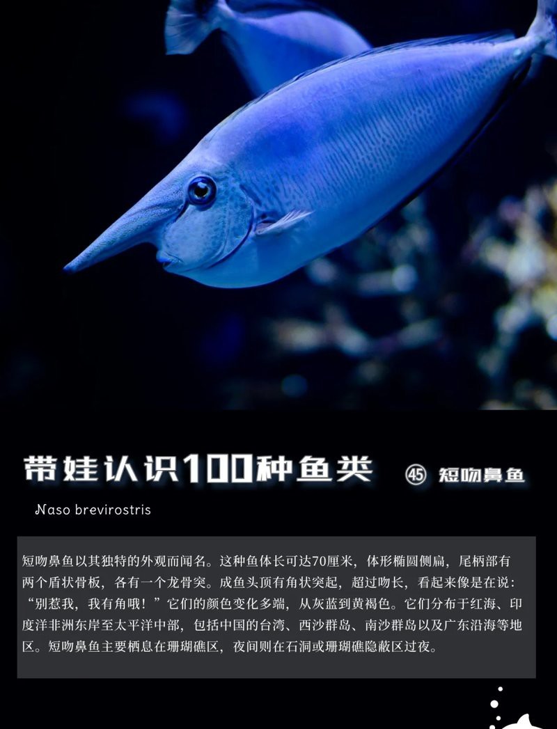 短吻鼻魚的圖片 短吻鼻魚的圖片 龍魚論壇 第24張
