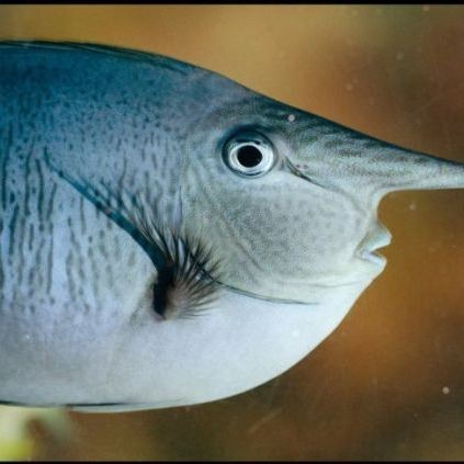 短吻鼻魚的圖片 短吻鼻魚的圖片 龍魚論壇 第23張