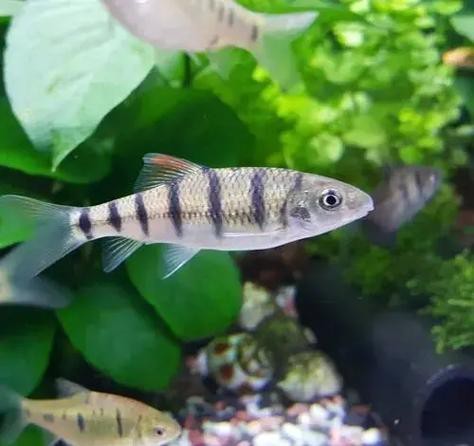 短吻鼻魚的圖片 短吻鼻魚的圖片 龍魚論壇 第20張