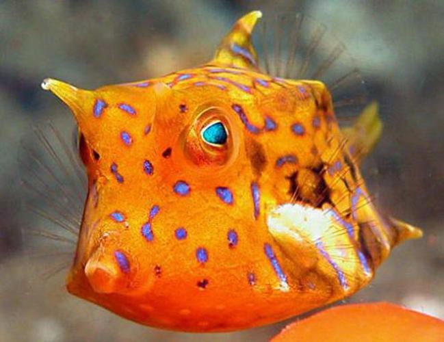 短吻鼻魚的圖片 短吻鼻魚的圖片 龍魚論壇 第21張
