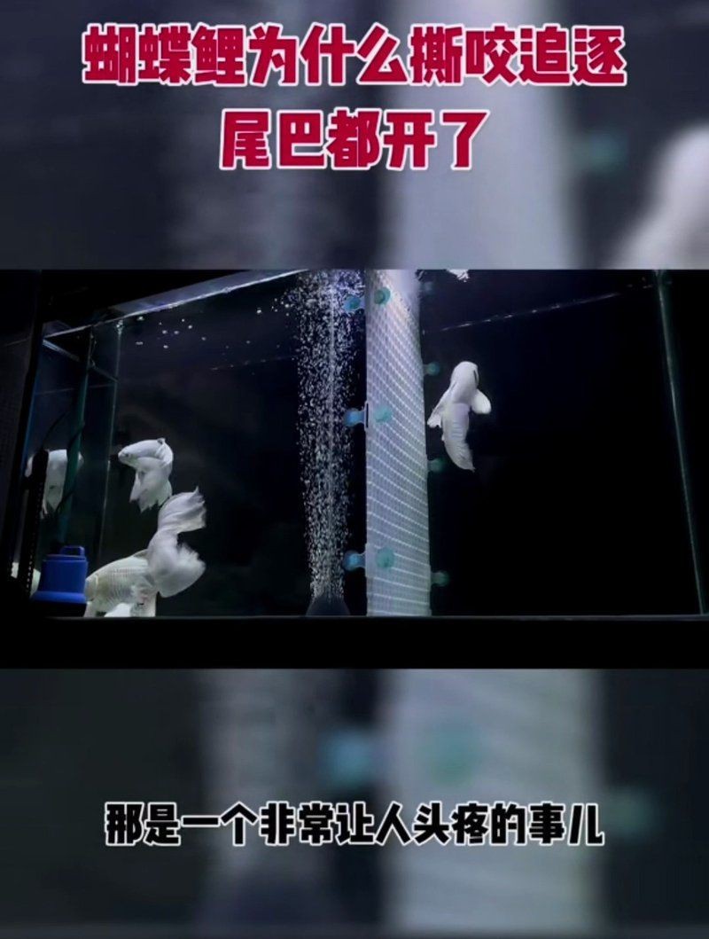 蝴蝶鯉把小魚全吃了