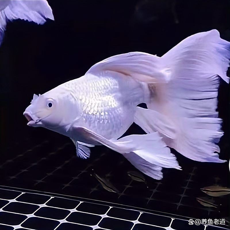 蝴蝶鯉把小魚全吃了
