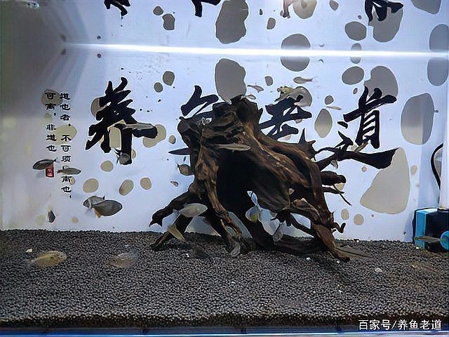 蝴蝶鯉把小魚全吃了