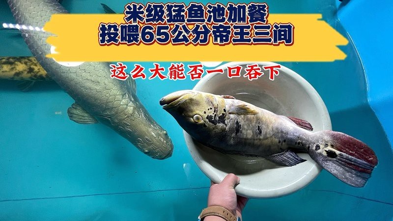 帝王三間魚多大能起頭