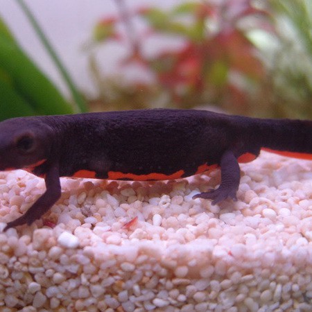 四只腳的魚 蠑螈