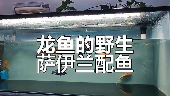 龍魚和薩伊藍混養需要哪些注意事項？
