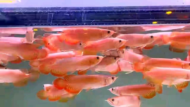 純血紅龍魚的市場價格是多少？