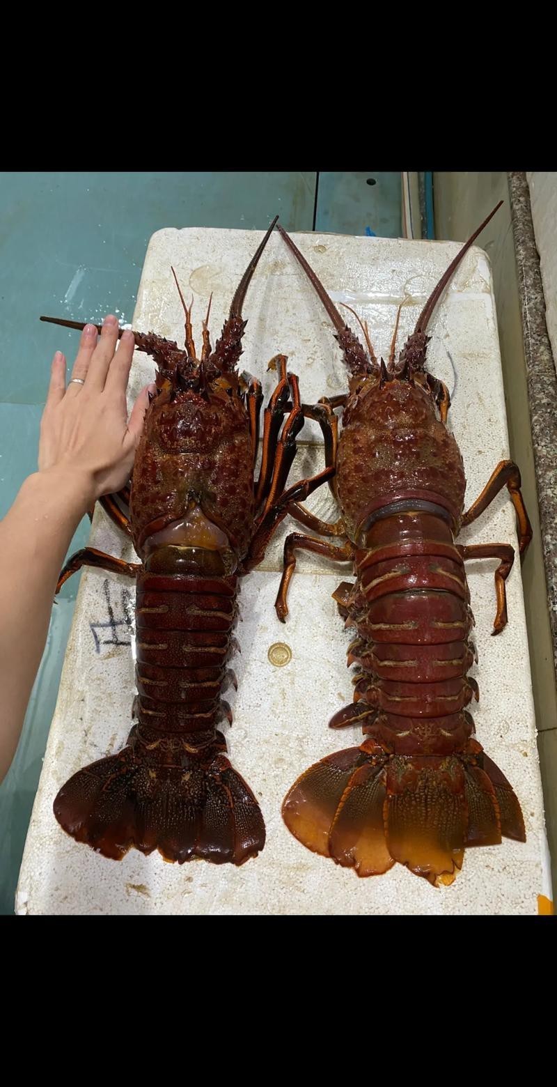 大龍蝦圖片真實