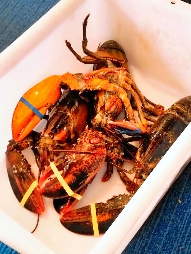 大龍蝦圖片真實