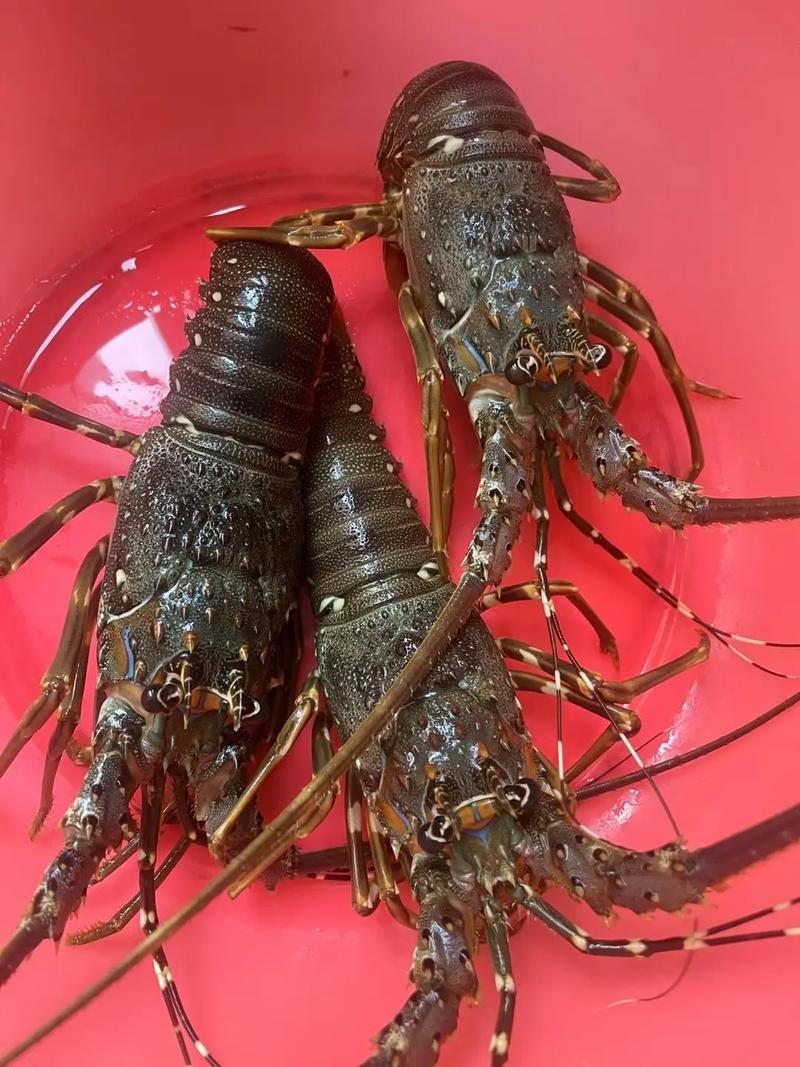 大龍蝦圖片真實