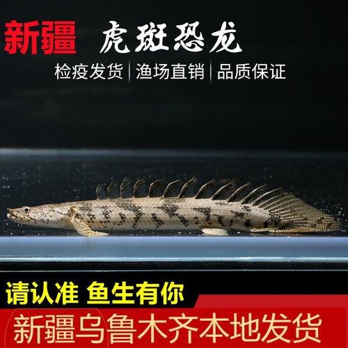 虎斑恐龍魚視頻大全圖片高清