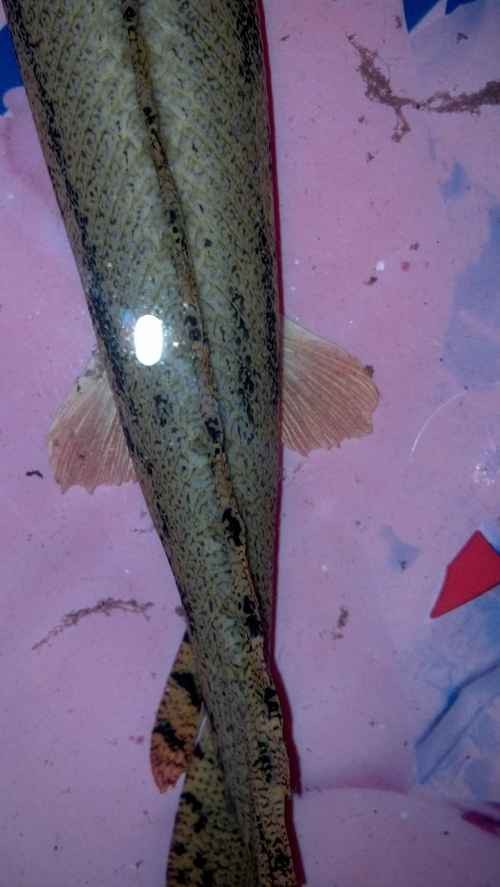 虎斑恐龍魚視頻大全圖片高清