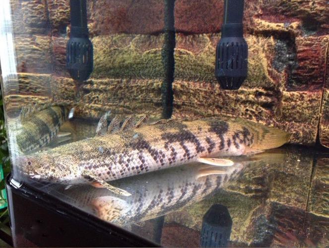 虎斑恐龍魚視頻大全圖片高清