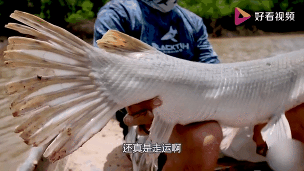 虎斑恐龍魚視頻大全圖片高清