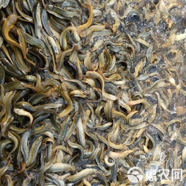 鯰胡子魚(yú)多少錢(qián)一斤