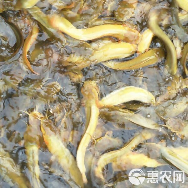 鯰胡子魚(yú)多少錢(qián)一斤