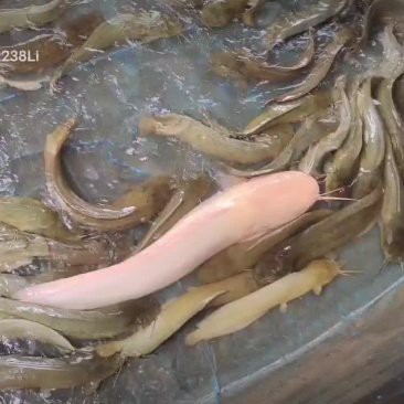 鯰胡子魚(yú)多少錢(qián)一斤